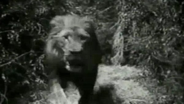 (chapter 10) Prisoner of the Apes!